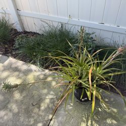 Ornamental Pineapple Plant Not Edible 