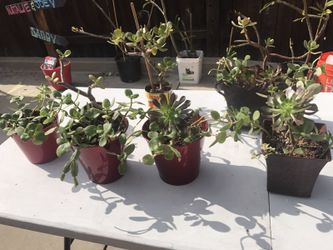 Succulent arrangements