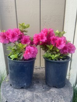 Azalea One Gallon