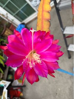 Epiphyllum