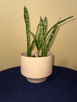 Snake plant + ceramic pot