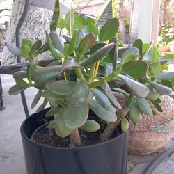 Free Succulents