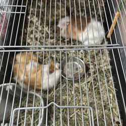 Con mucho cariño vendo mis cuyos por situación difícil