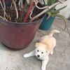 Iván 