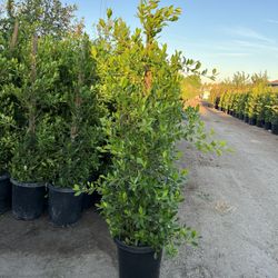 Ficus Nitida 15 Gallon Privacy 