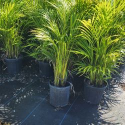 Beautiful Arecas Palms For Inmediate Privacy!!! 3 Feet Tall!!! Fertilized 