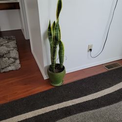 Sansevieria (Snake Plant / Mother-in-Law's Tongue) mascot in the house