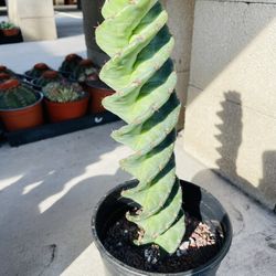 14-16 Inch Spiral Cactus Imported