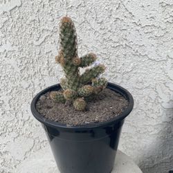 1.5 Gallon Pot Cactus Plant- Mammillaria Elongata Copper King - Golden Star Cactus - Live Cacti - Rooted & Established - Drought Resistant - 🌵