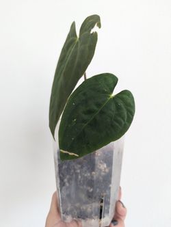 agaven schnaps Lyre's Agave Blanco - alkoholfreie Agaven-Kreation