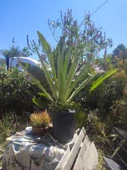 Green century plant