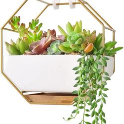 Modern Wall Planter, Metal Wire Octagon Design Wall-Mounted Shelves with Ceramic Flower Pot, Air Plant Container Hanging Vase Desktop Succulents Plant