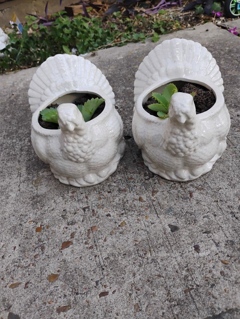 Calanchoe Plant 15 Each