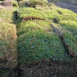 Grass Sod For Sale