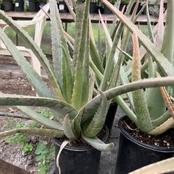 Aloe vera 