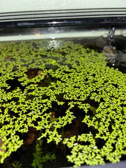 Duckweeds