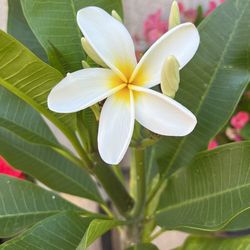 Plumeria