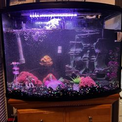 40 Gallon Loaded Fish Tank Setup