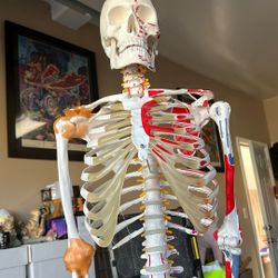 This is a life-size anatomical human skeleton model with painted muscle origins (red) and insertions (blue). 