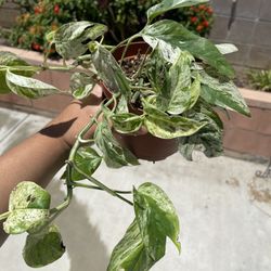 6in Indoor Plant  albo epipremnum
