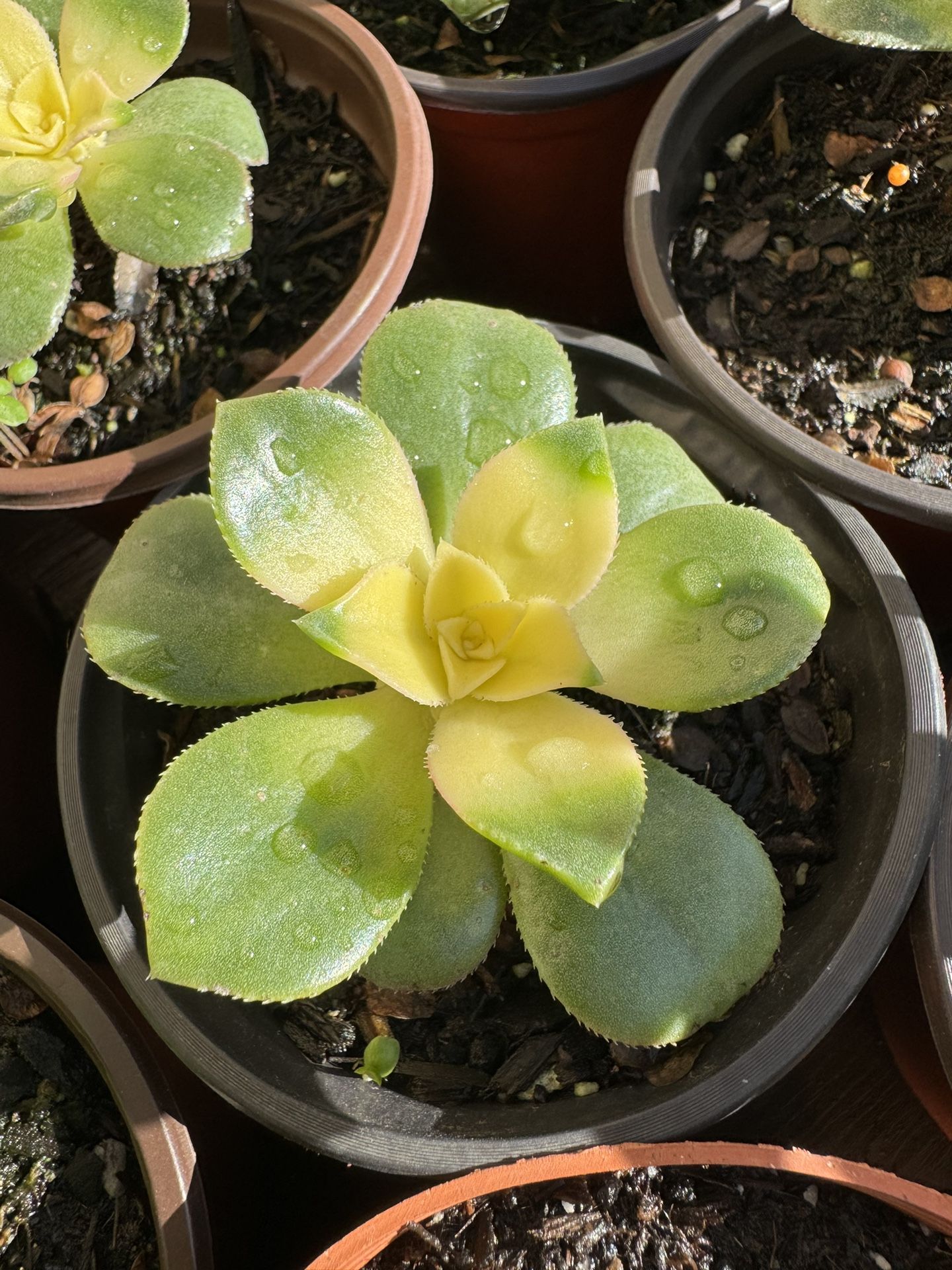 Succulents Plants 4β πͺ΄