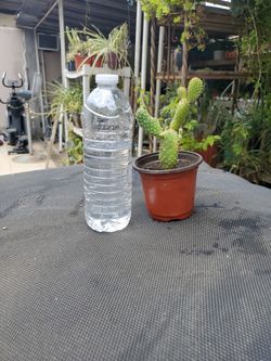 Mini Cactus 