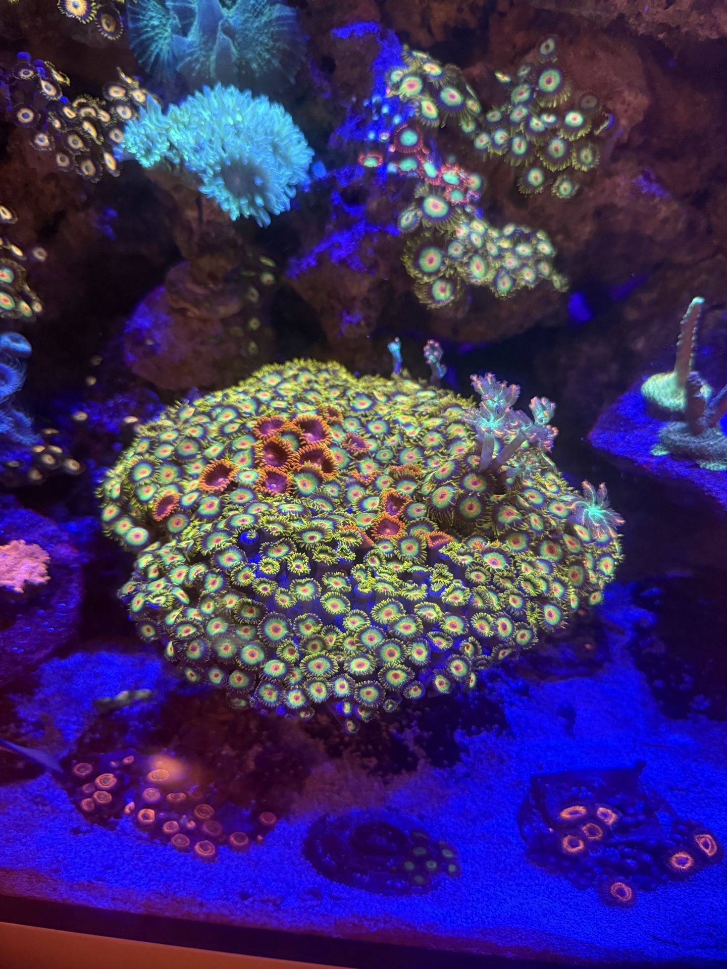 Fake Zoa Corals