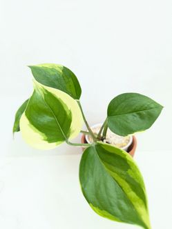 Thailand Poonsin Pothos