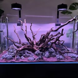 120P Full Rimless Aquarium Setup