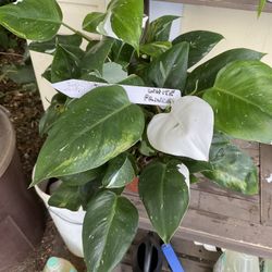 Philodendron WHITE PRINCESS plants