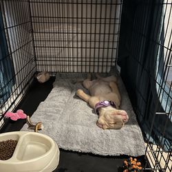 Large Dog Crate With Divider 