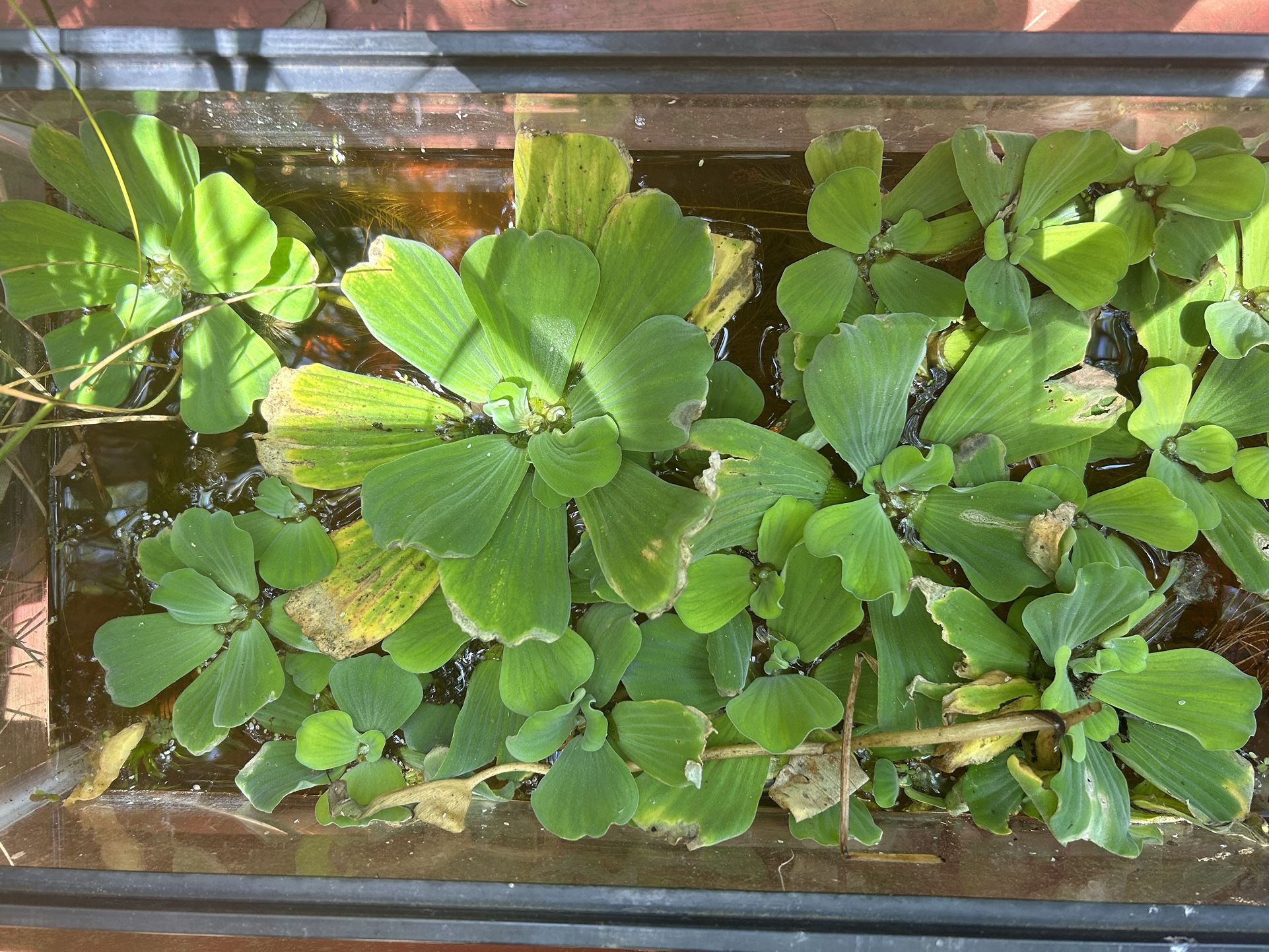Water Lettuce For Aquarium/ponds