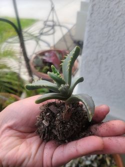 Succulent plants in cute ceramic planters