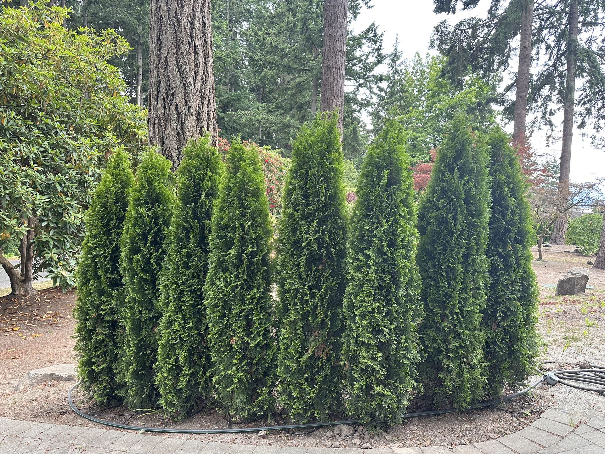 Large Emerald Green Arborvitae For Sale