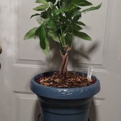 Money Tree 