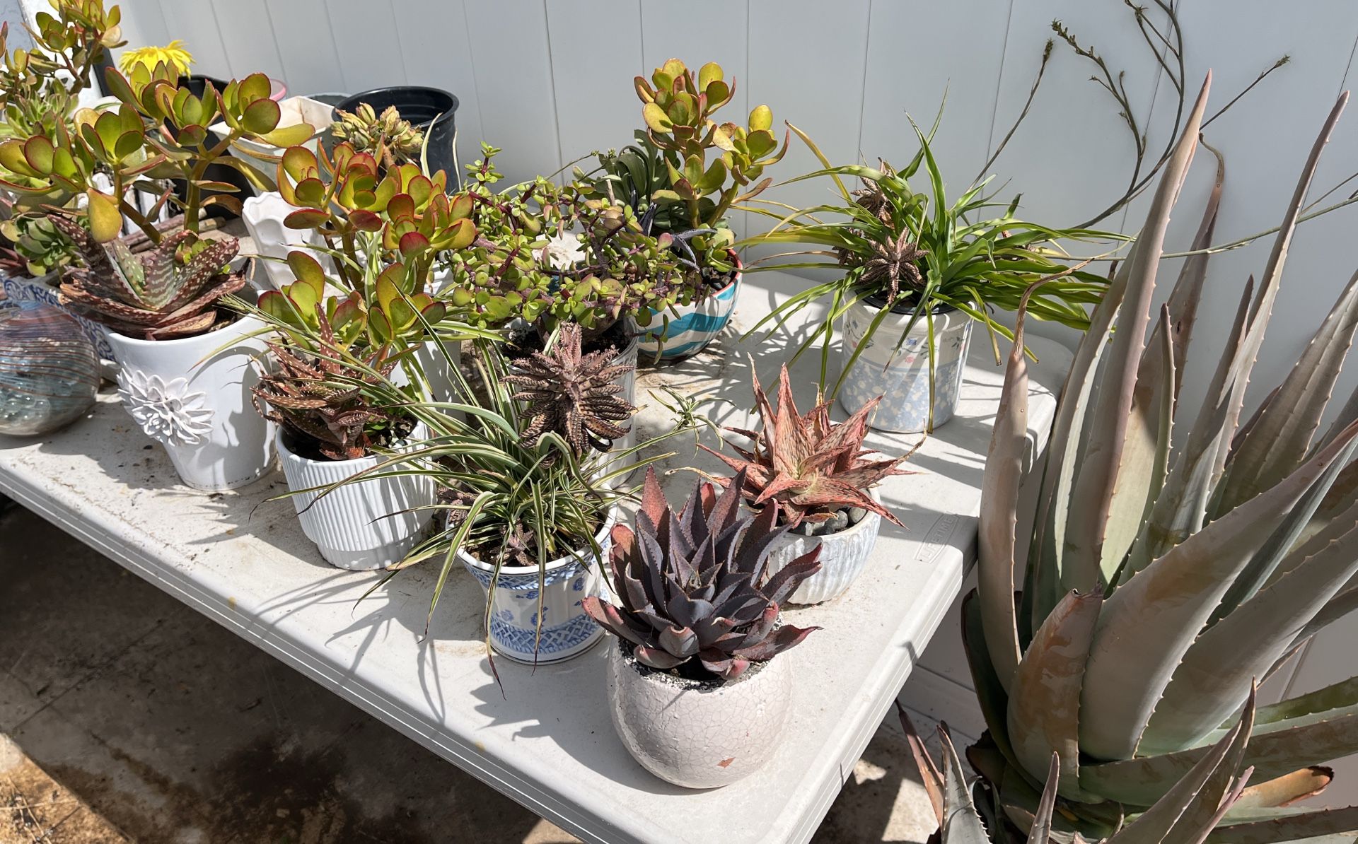 4” Planted Ceramic Pots For Patio Or Indoors