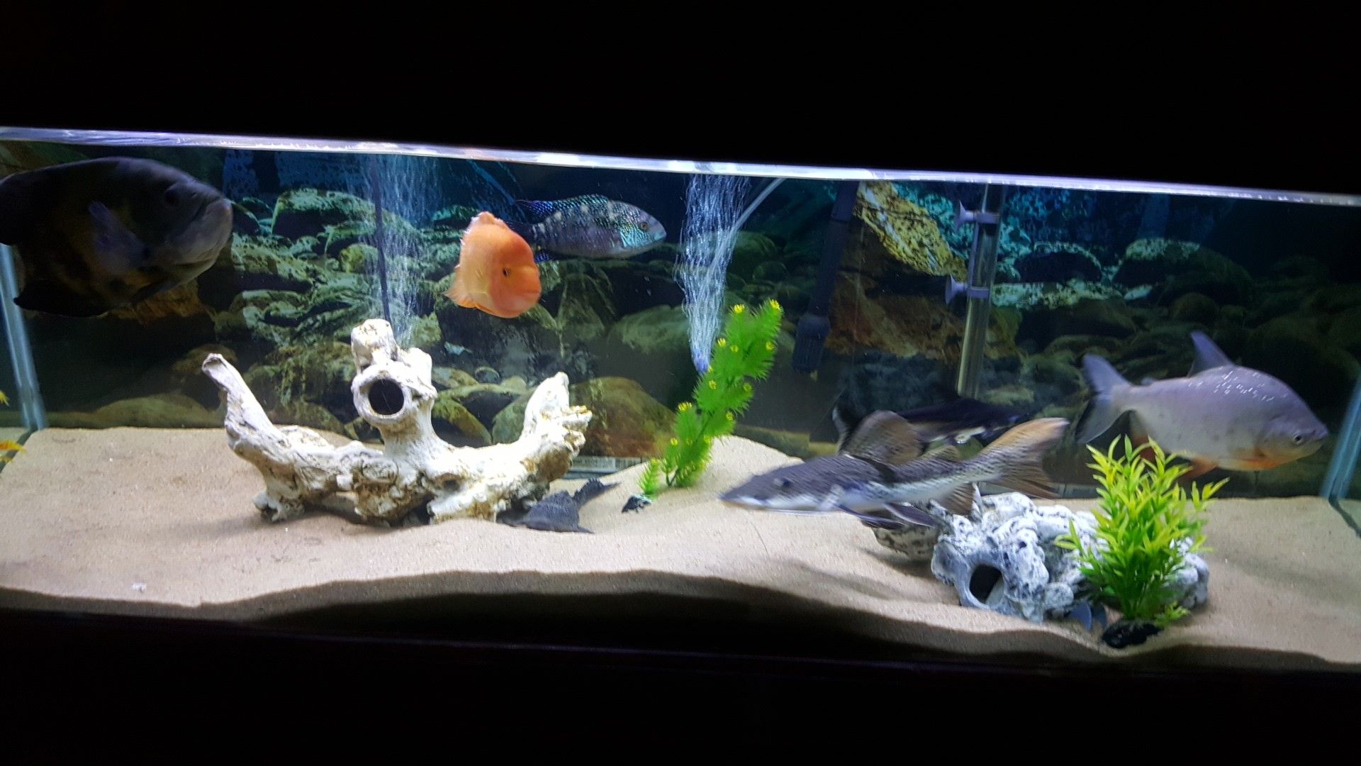 fish tank