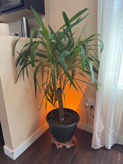 House plant