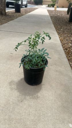 Planta De Ruda