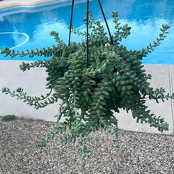 Donkey Tail Succulent 