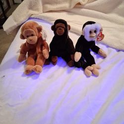 Bongo,congo,and Mooch 