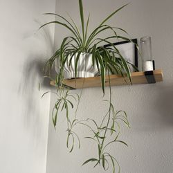 Spider Plant With Planter
