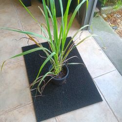 Lemongrass 