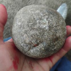 Embryos Whale Vomit 2.5 Million Years Old