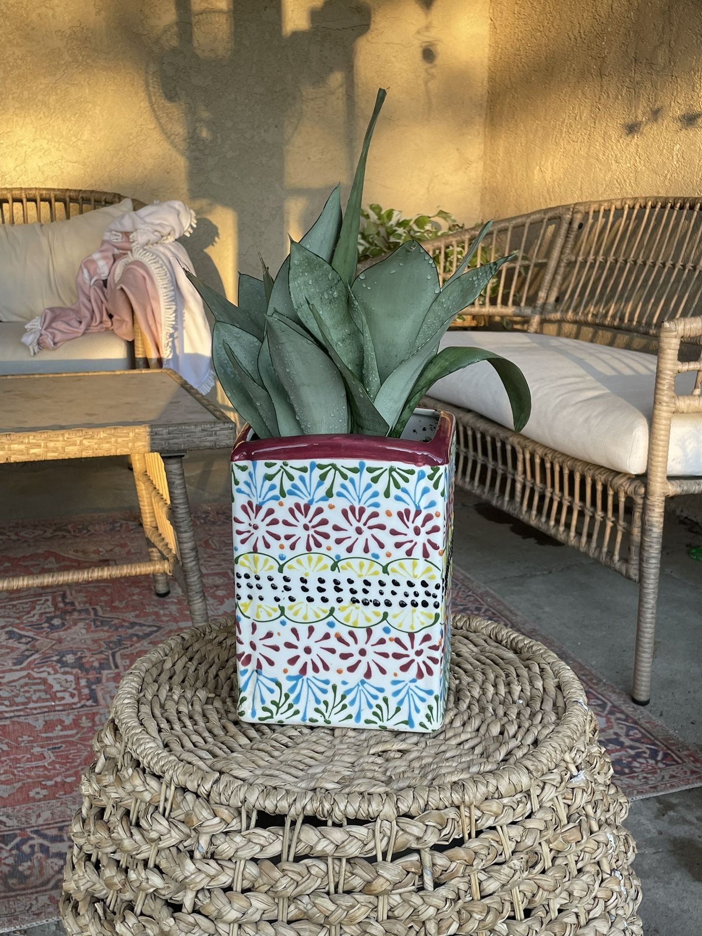 Moonshine Snake Plant w/Pot, $15