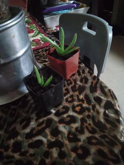 2 Aloe Vera In 2inch Pots