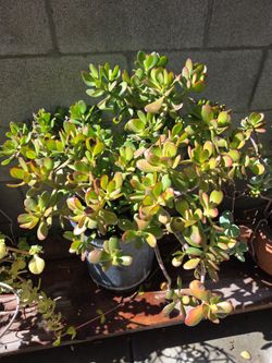 Jade plant