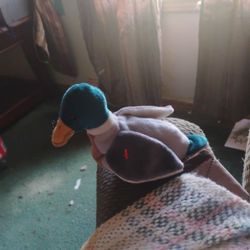 1998 Jake The Mallard Beanie Baby