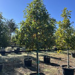 Trees And Tree Trimming 