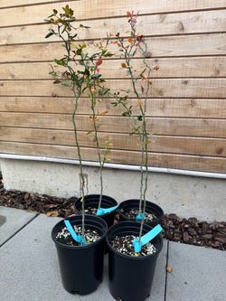 Flying Dragon ‘Poncirus Trifoliata’ Citrus Rootsock